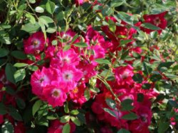 Kletterrose &#8218;Libertas&#8216; ®, Rosa &#8218;Libertas&#8216; ® ADR-Rose, Containerware