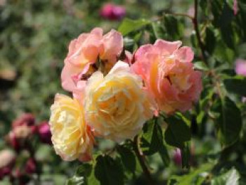 Kletterrose &#8218;Moonlight&#8216; ®, Rosa &#8218;Moonlight&#8216; ®, Containerware