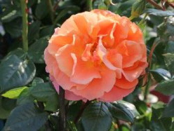 Kletterrose &#8218;Naranga&#8216; ®, Rosa &#8218;Naranga&#8216; ®, Containerware