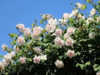 Kletterrose &#8218;New Dawn&#8216;, Rosa &#8218;New Dawn&#8216;, Containerware