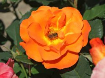 Kletterrose 'Orange Dawn', Rosa 'Orange Dawn', Containerware