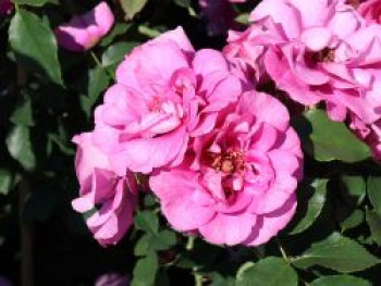 Kletterrose Orienta ® &#8218;Aladdin&#8216;, Rosa Orienta ® &#8218;Aladdin&#8216;, Containerware