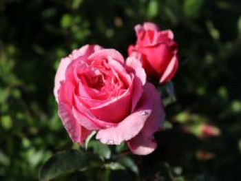 Kletterrose Parfuma ® &#8218;Kiss me Kate&#8216; ®, Rosa Parfuma ® &#8218;Kiss me Kate&#8216; ®, Containerware