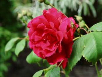 Kletterrose &#8218;Paul&#8217;s Scarlet Climber&#8216;, Rosa &#8218;Paul&#8217;s Scarlet Climber&#8216;, Wurzelware