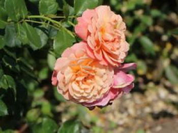 Kletterrose &#8218;Peach Melba&#8216; ®, Rosa &#8218;Peach Melba&#8216; ® ADR-Rose, Containerware