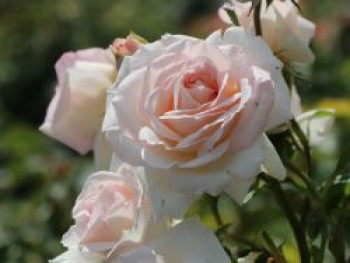 Kletterrose &#8218;Penny Lane&#8216;, Rosa &#8218;Penny Lane&#8216;, Containerware