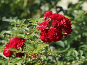 Kletterrose 'Perennial Domino' ®, Rosa 'Perennial Domino' ® ADR-Rose, Containerware