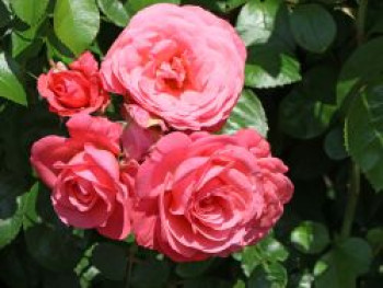 Kletterrose &#8218;Rosanna&#8216; ®, Rosa &#8218;Rosanna&#8216; ®, Containerware