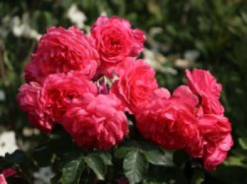 Strauchrose &#8218;Rosarium Uetersen&#8216; ®, Rosa &#8218;Rosarium Uetersen&#8216; ®, Containerware