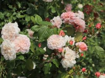 Kletterrose 'Rose de Tolbiac' ®, Rosa 'Rose de Tolbiac' ®, Wurzelware