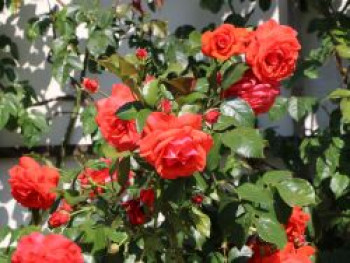 Kletterrose 'Salita' ®, Rosa 'Salita' ®, Wurzelware