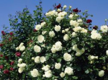 Kletterrose &#8218;Schneewalzer&#8216; ®, Rosa &#8218;Schneewalzer&#8216; ®, Containerware