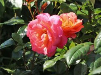 Kletterrose &#8218;Shogun&#8216; ®, Rosa &#8218;Shogun&#8216; ®, Containerware