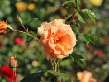 Kletterrose 'Skyline', Rosa 'Skyline', Wurzelware