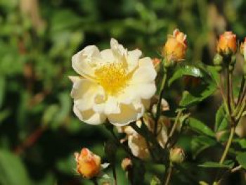 Kletterrose 'Sunny Siluetta ®', Rosa 'Sunny Siluetta ®', Wurzelware