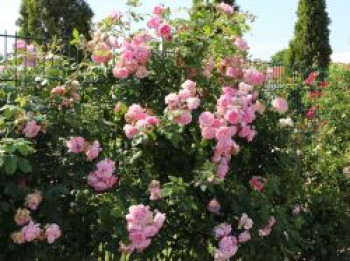 Kletterrose 'Sweet Laguna' ®, Rosa 'Sweet Laguna' ®, Wurzelware