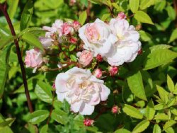 Kletterrose 'Sweet Siluetta ®', Rosa 'Sweet Siluetta ®', Wurzelware