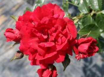 Kletterrose &#8218;Sympathie&#8216; ®, Rosa &#8218;Sympathie&#8216; ®, Wurzelware