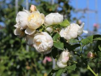 Kletterrose 'Uetersener Klosterrose', Rosa 'Uetersener Klosterrose', Containerware