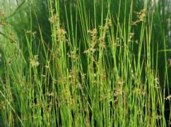 Knäuel-Binse, Juncus conglomeratus, Topfware