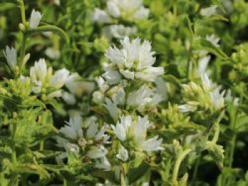 Knäuel-Glockenblume &#8218;Alba&#8216;, Campanula glomerata &#8218;Alba&#8216;, Topfware