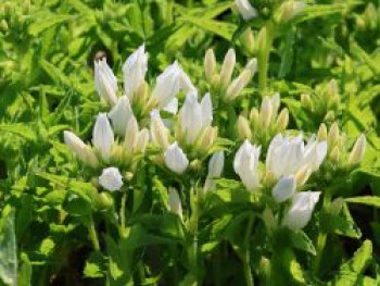 Knäuel-Glockenblume &#8218;Genti White&#8216;, Campanula glomerata &#8218;Genti White&#8216;, Topfware