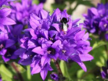 Knäuel-Glockenblume &#8218;Superba&#8216;, Campanula glomerata &#8218;Superba&#8216;, Topfware