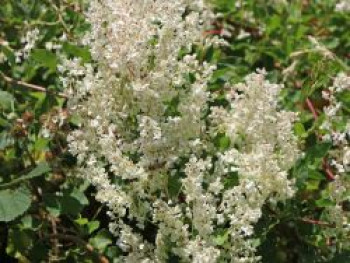 Knöterich / Schlingknöterich, 100-150 cm, Polygonum aubertii / Fallopia baldschuanica, Containerware