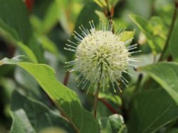 Knopfbusch, 20-30 cm, Cephalanthus occidentalis, Containerware