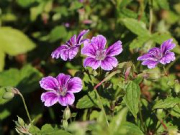 Knotiger Bergwald-Storchschnabel 'Clos du Coudray', Geranium nodosum 'Clos du Coudray', Topfware