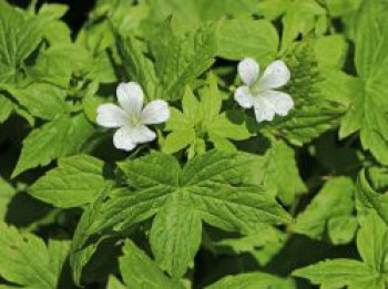 Knotiger Bergwald-Storchschnabel &#8218;Silverwood&#8216;, Geranium nodosum &#8218;Silverwood&#8216;, Topfware