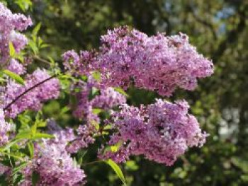 Königsflieder 'Saugeana', 100-150 cm, Syringa chinensis 'Saugeana', Containerware