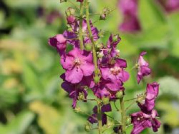 Königskerze 'ROSETTA' ®, Verbascum phoeniceum 'ROSETTA' ®, Topfware