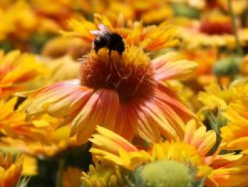 Kokardenblume 'African Sunset', Gaillardia aristata 'African Sunset', Topfware