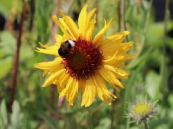 Kokardenblume &#8218;Amber Wheels&#8216;, Gaillardia aristata &#8218;Amber Wheels&#8216;, Topfware