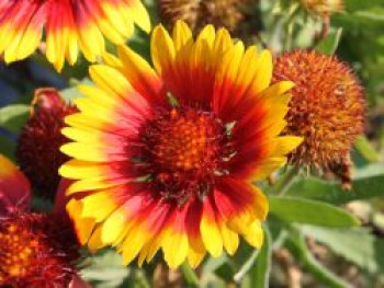 Kokardenblume &#8218;Arizona Sun&#8216;, Gaillardia x grandiflora &#8218;Arizona Sun&#8216;, Topfware