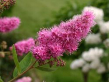 Kolbenspiere &#8218;Triumphans&#8216;, 60-100 cm, Spiraea billardii &#8218;Triumphans&#8216;, Containerware