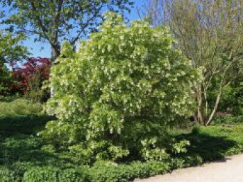 Kolchische Pimpernuss, 10-20 cm, Staphylea colchica, Topfware