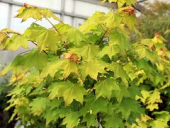 Kolchischer Goldahorn 'Aureum', 30-40 cm, Acer cappadocicum 'Aureum', Containerware