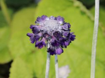 Kopfige Schlüsselblume, Primula capitata subsp. mooreana, Topfware