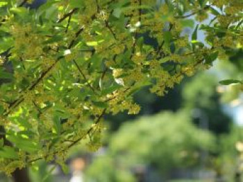 Korallen-Ölweide / Doldige Ölweide, 10-20 cm, Elaeagnus umbellata, Topfware