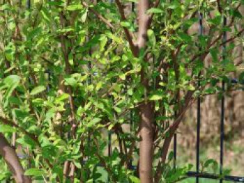Korallen-Ölweide 'Sweet'n Tart', 175-200 cm, Elaeagnus umbellata 'Sweet'n Tart', Containerware