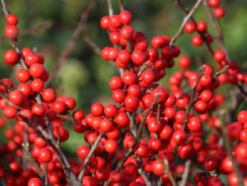 Korallenhülse / Rote Winterbeere, 40-60 cm, Ilex verticillata, Containerware