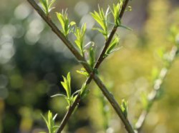 Korbweide / Flechtweide 'Weidentipi', 120-150 cm, Salix viminalis 'Weidentipi', Containerware