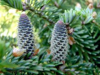 Korea-Tanne, 20-30 cm, Abies koreana (Sämling), Containerware