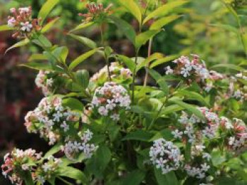 Koreanische Abelie, 60-80 cm, Abelia mosanensis, Containerware