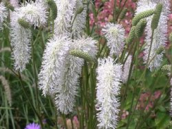 Koreanischer Bergknopf 'White Brushes', Sanguisorba hakusanenis 'White Brushes', Topfware