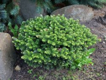 Koreatanne 'Brillant', 20-30 cm, Abies koreana 'Brillant', Containerware