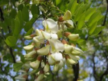 Korkenzieher-Akazie &#8218;Tortuosa&#8216;, 60-100 cm, Robinia pseudoacacia &#8218;Tortuosa&#8216;, Containerware