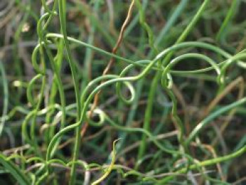 Korkenzieher Binse &#8218;Spiralis&#8216;, Juncus effusus &#8218;Spiralis&#8216;, Topfware